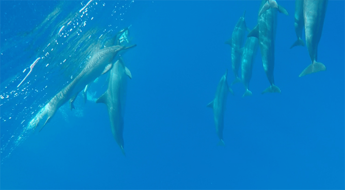 2017年4月　ハワイ旅行2日目　イルカとカメと泳いできた”名門イルカ大学” 感想